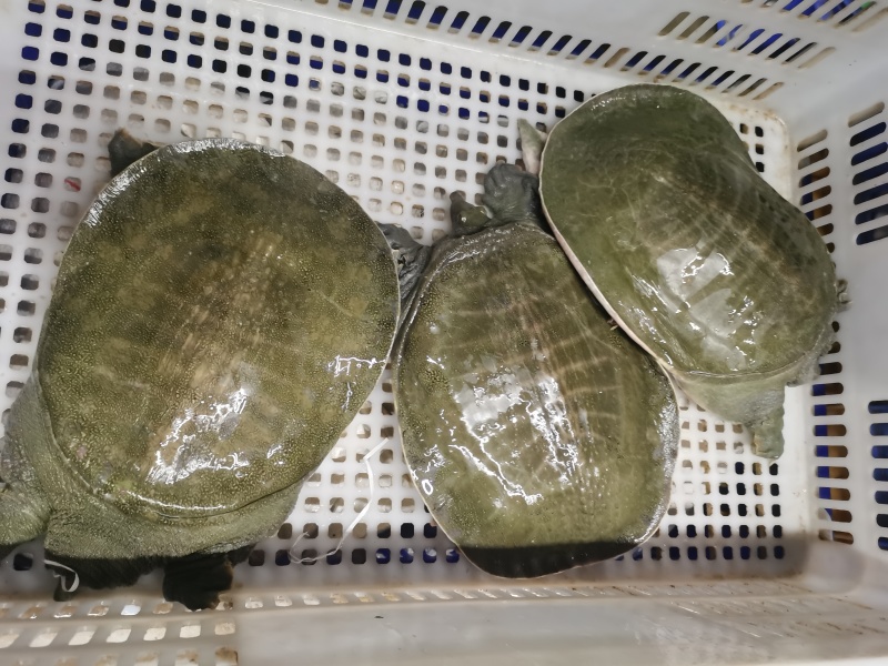 甲鱼.中华鳖，外塘中华鳖，规格2-5斤！