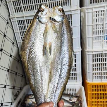 风干翘嘴