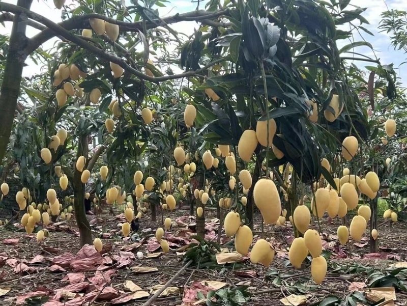 鹰嘴芒大量供应