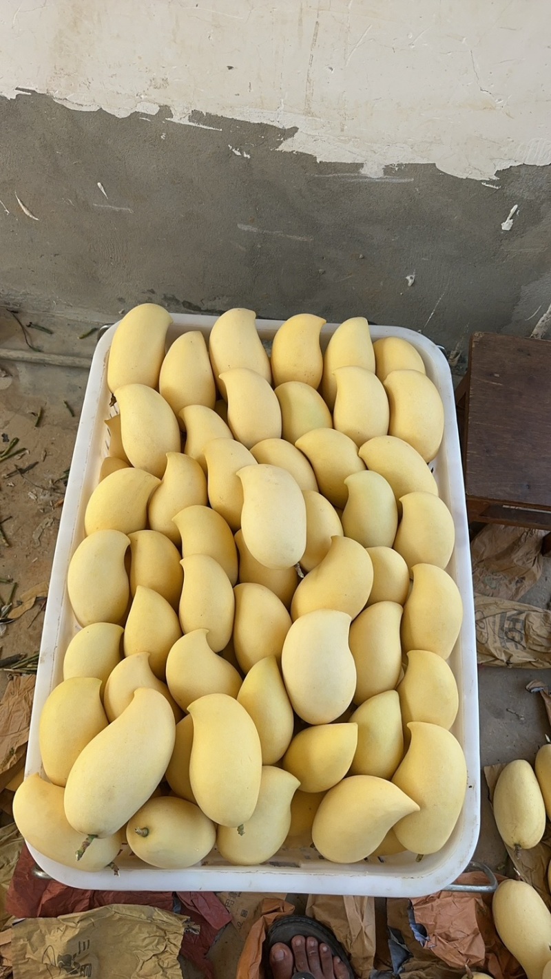 鹰嘴芒大量供应