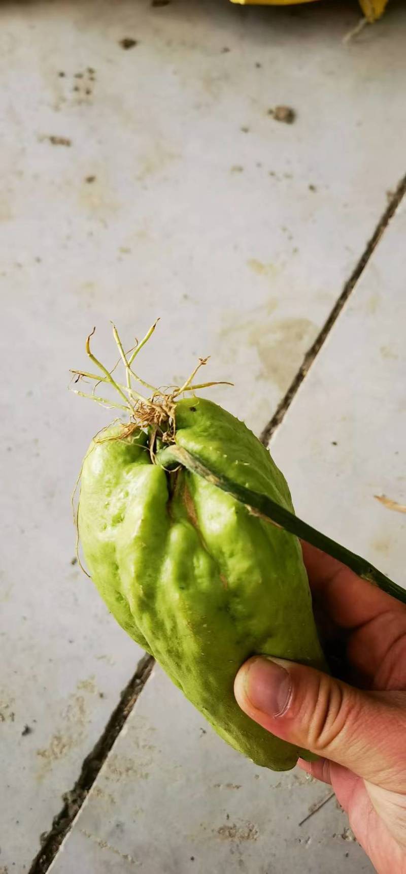 龙须菜种苗佛手瓜种瓜尖种苗保质保量产地直发