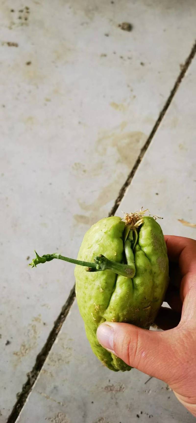 龙须菜种苗佛手瓜种瓜尖种苗保质保量产地直发