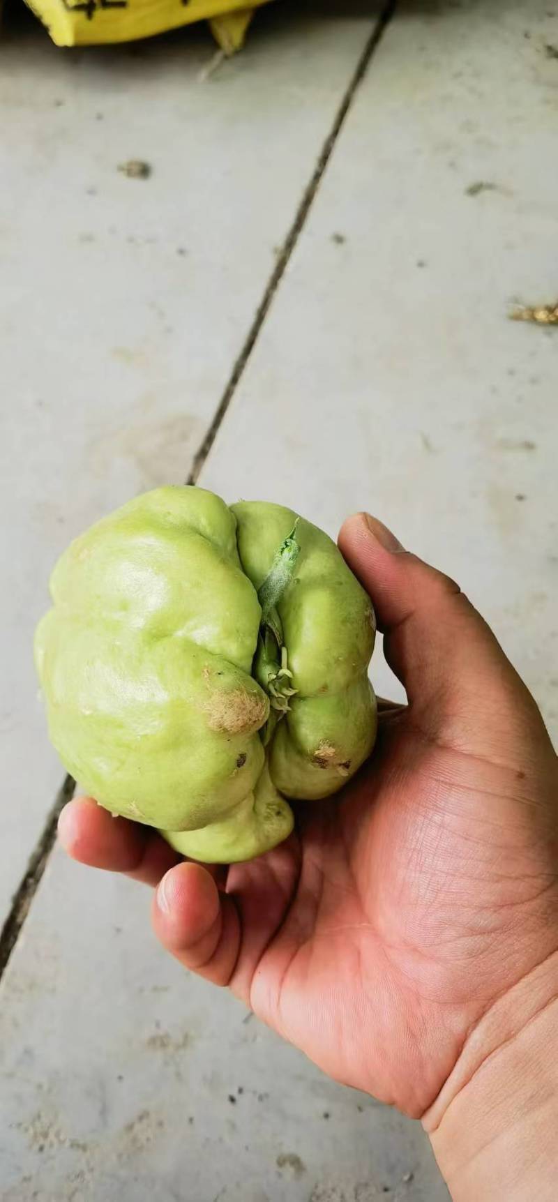 龙须菜种苗佛手瓜种瓜尖种苗保质保量产地直发