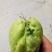 龙须菜种苗佛手瓜种瓜尖种苗保质保量产地直发