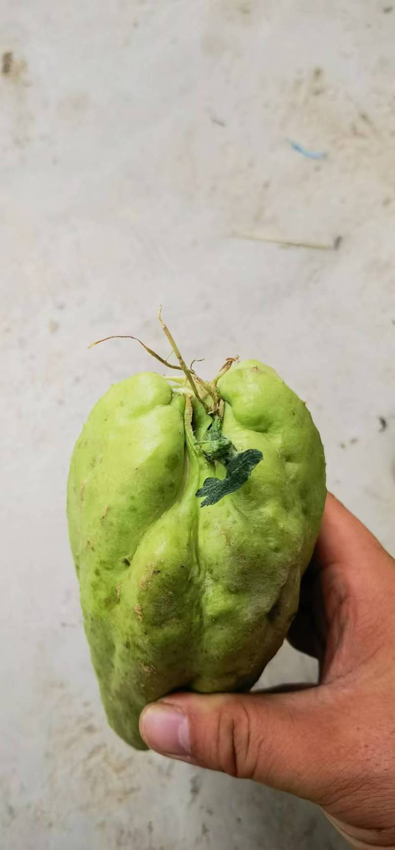 龙须菜种苗佛手瓜种瓜尖种苗保质保量产地直发