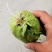 龙须菜种苗佛手瓜种瓜尖种苗保质保量产地直发