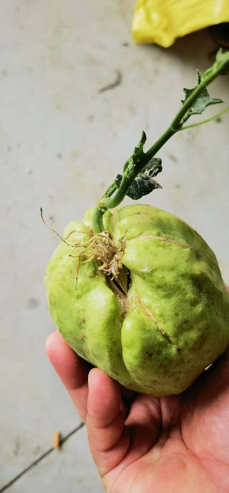 龙须菜种苗佛手瓜种瓜尖种苗保质保量产地直发
