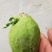 龙须菜种苗佛手瓜种瓜尖种苗保质保量产地直发