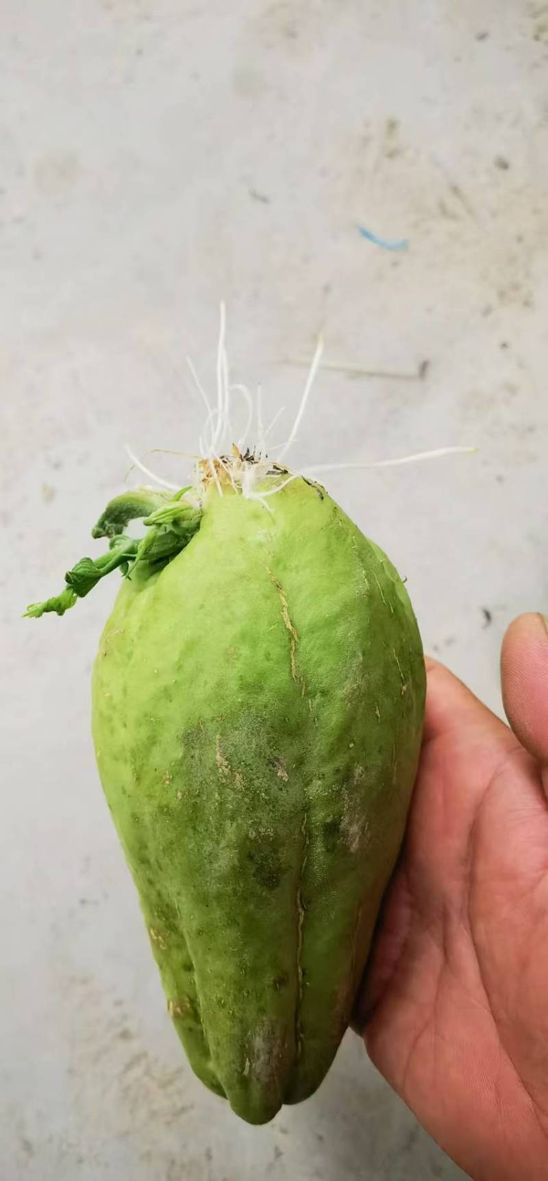 龙须菜种苗佛手瓜种瓜尖种苗保质保量产地直发