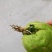 龙须菜种苗佛手瓜种瓜尖种苗保质保量产地直发