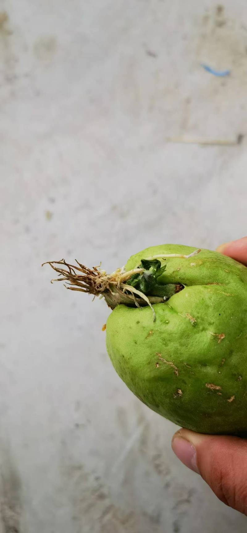 龙须菜种苗佛手瓜种瓜尖种苗保质保量产地直发