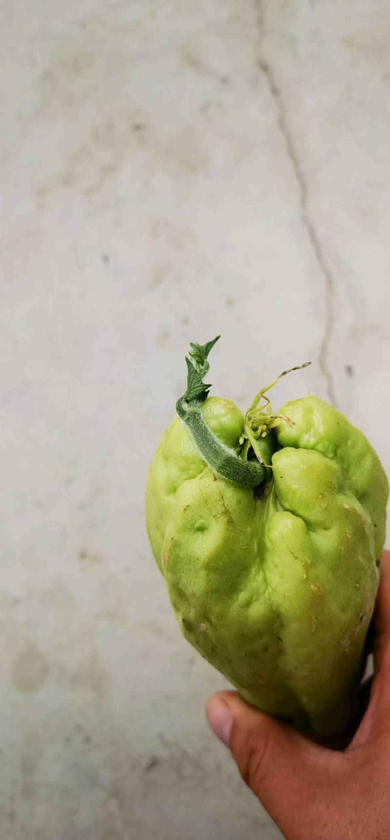 龙须菜种苗佛手瓜种瓜尖种苗保质保量产地直发