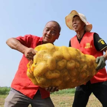 宝鸡凤翔柳林镇沃土5号土豆