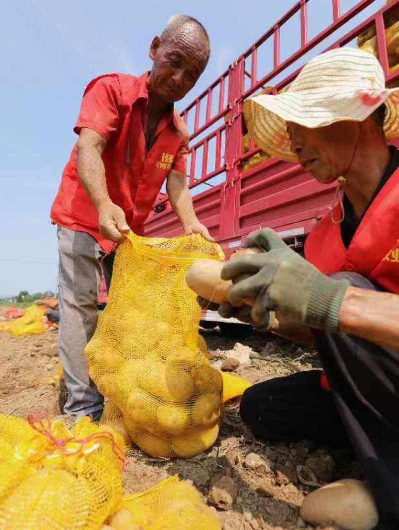 宝鸡凤翔柳林镇沃土5号土豆