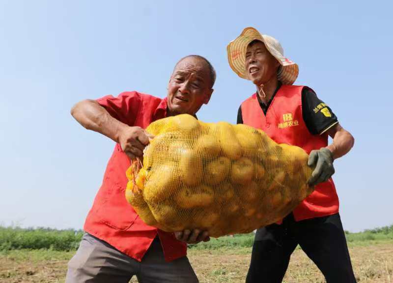 宝鸡凤翔柳林镇沃土5号土豆