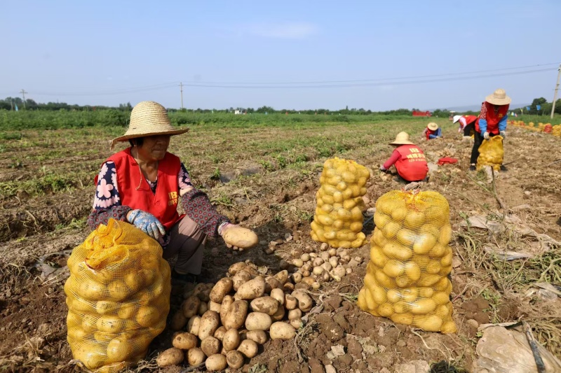 宝鸡凤翔柳林镇沃土5号土豆
