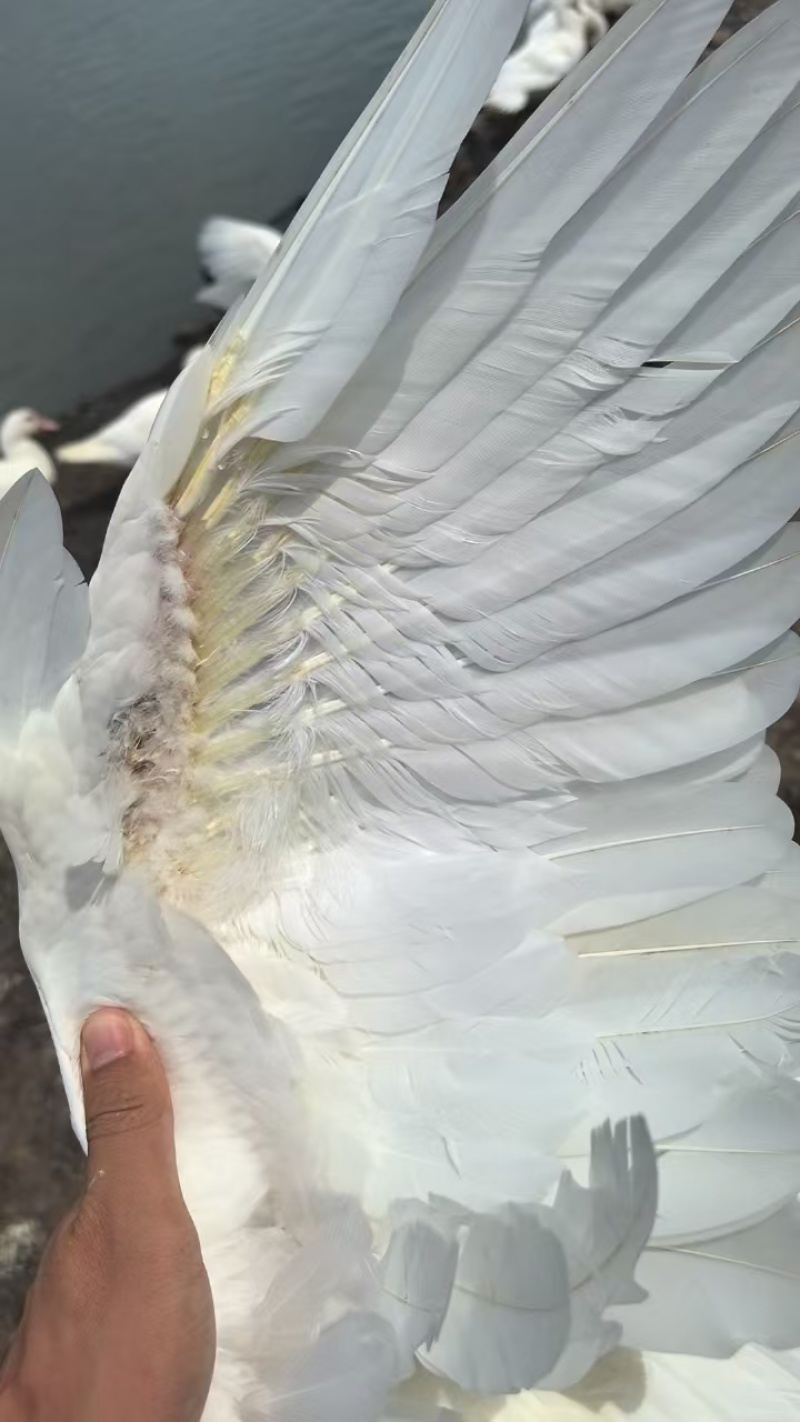 白番母鸭