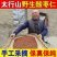 酸枣仁产地货源批发酸枣仁手工挑选无熏硫散装酸枣