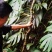 麒麟尾百足藤上树龙根茎种植大量称斤各尺寸预订批发