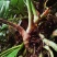 麒麟尾百足藤上树龙根茎种植大量称斤各尺寸预订批发