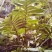麒麟尾百足藤上树龙根茎种植大量称斤各尺寸预订批发