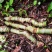 麒麟尾百足藤上树龙根茎种植大量称斤各尺寸预订批发