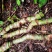 麒麟尾百足藤上树龙根茎种植大量称斤各尺寸预订批发