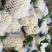 菜花散花河北产区直发保质保量发货全国