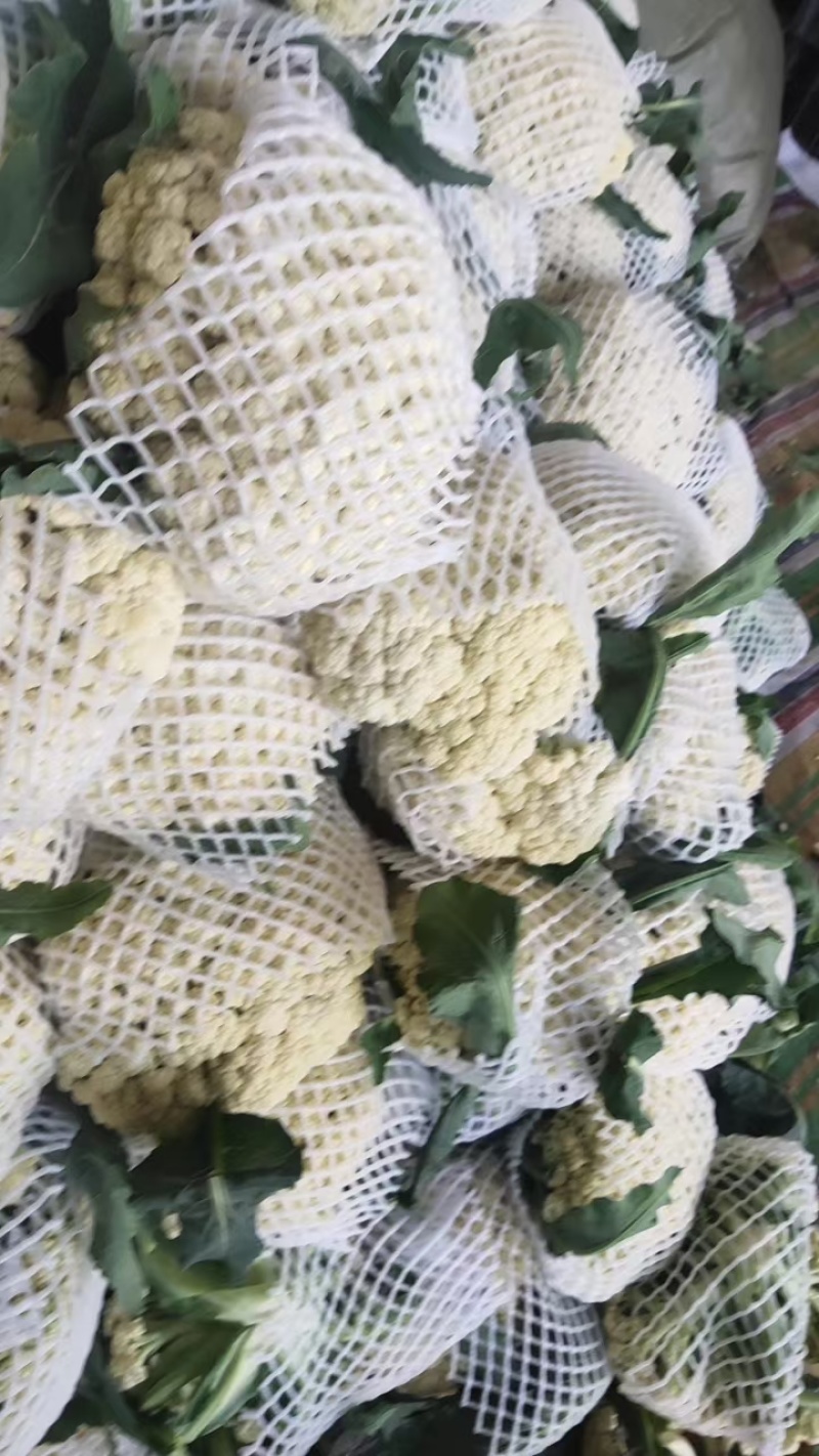 菜花散花河北产区直发保质保量发货全国