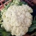 菜花散花河北产区直发保质保量发货全国