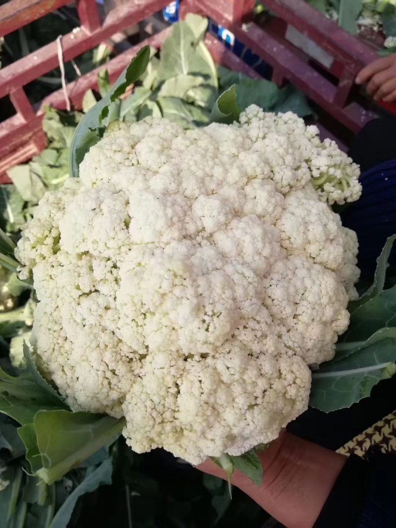 菜花散花河北产区直发保质保量发货全国