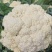 菜花散花河北产区直发保质保量发货全国