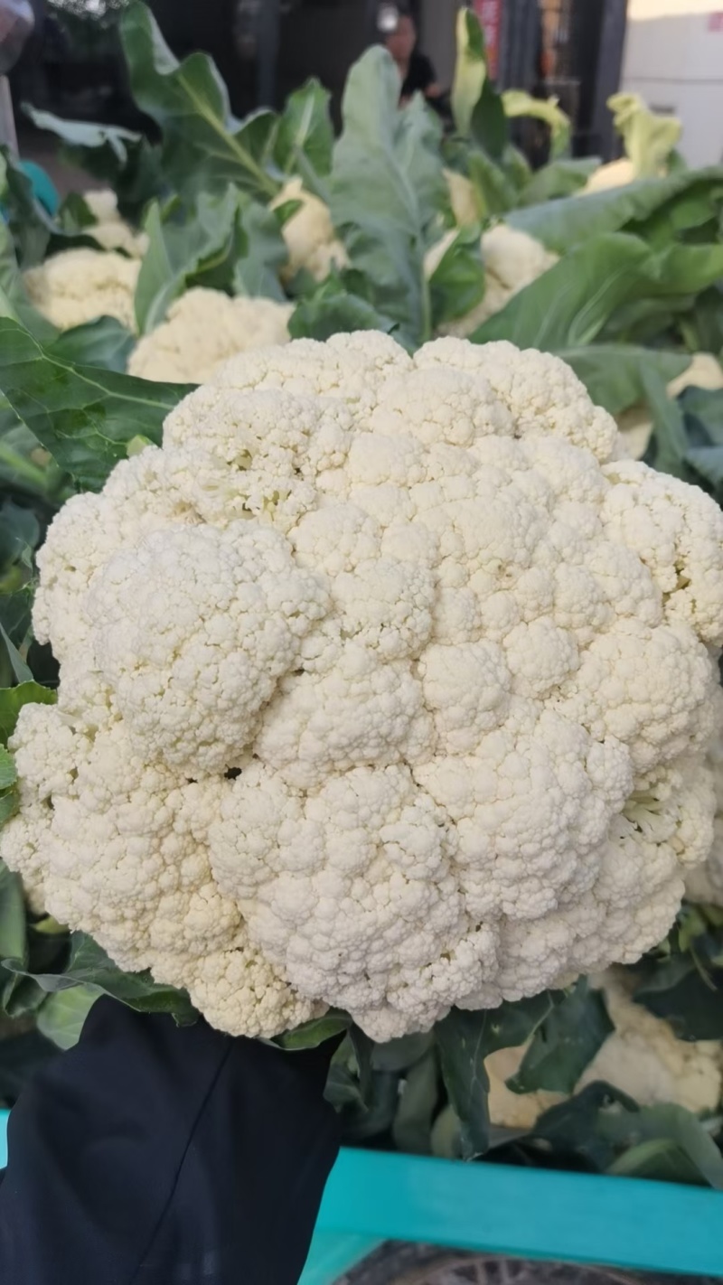 菜花散花河北产区直发保质保量发货全国