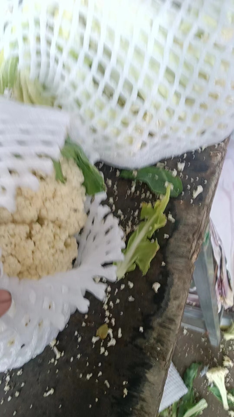 菜花散花河北产区直发保质保量发货全国