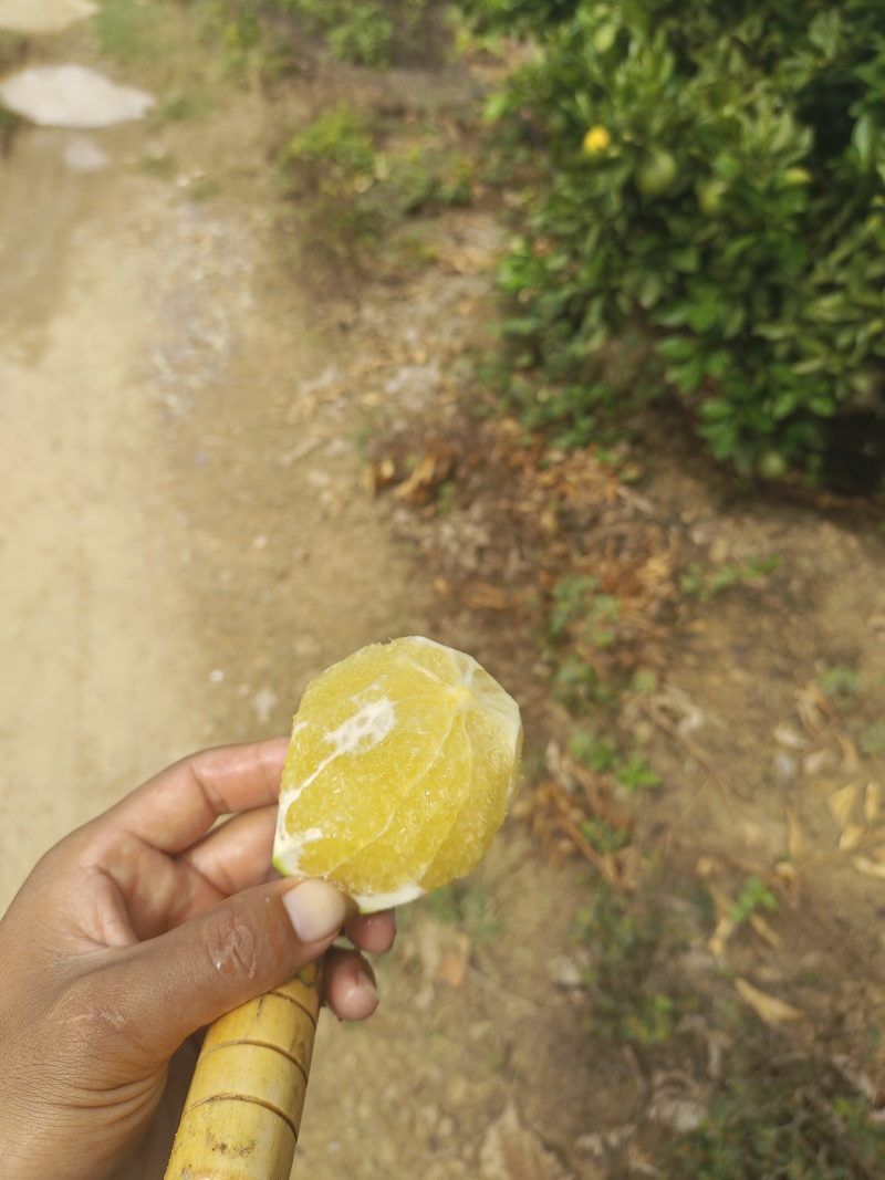 云南正宗高山冰糖橙