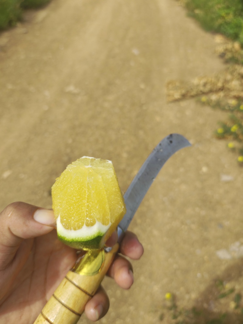 云南正宗高山冰糖橙