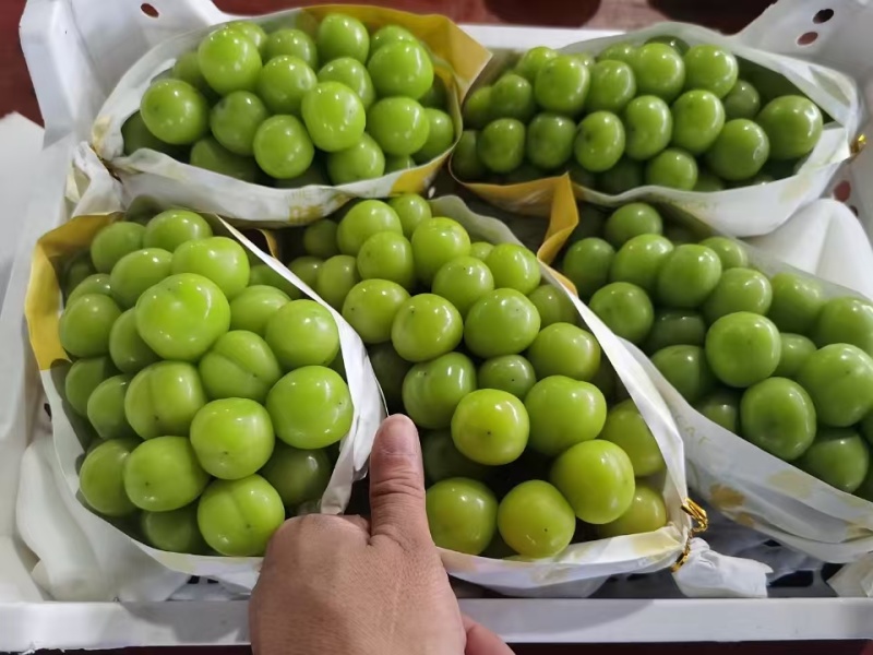 陕西精品晴王阳光玫瑰