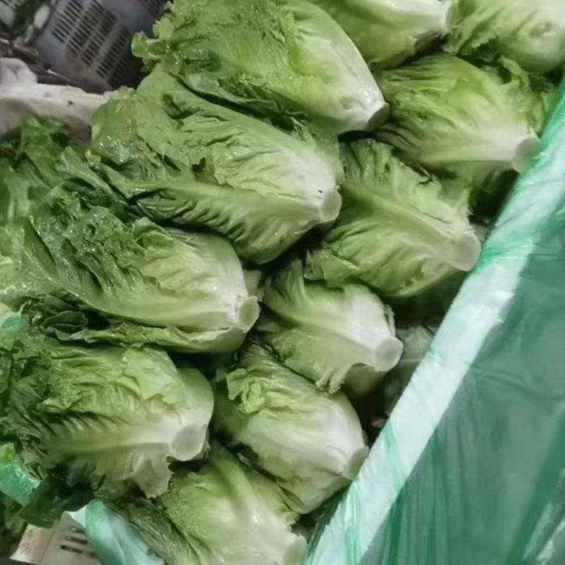 生菜河北产区直发各种品种规格发货全国