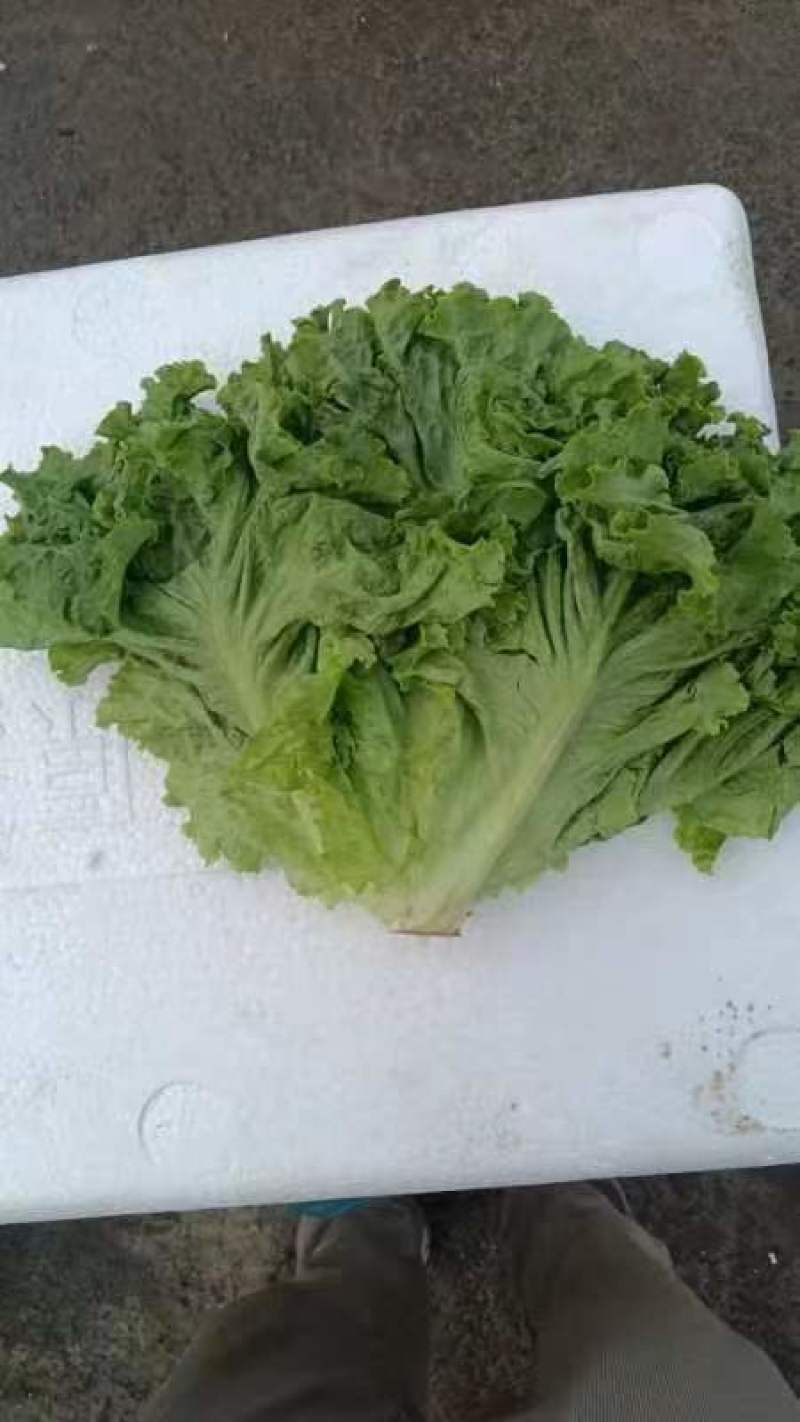 生菜河北产区直发各种品种规格发货全国