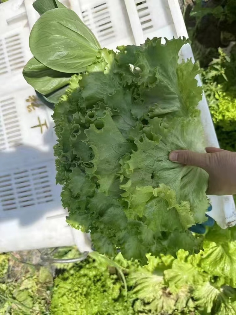 生菜河北产区直发各种品种规格发货全国