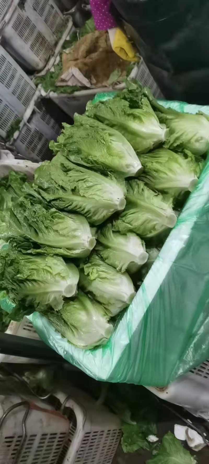 生菜河北产区直发各种品种规格发货全国