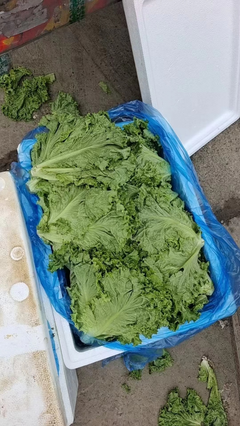 生菜河北产区直发各种品种规格发货全国