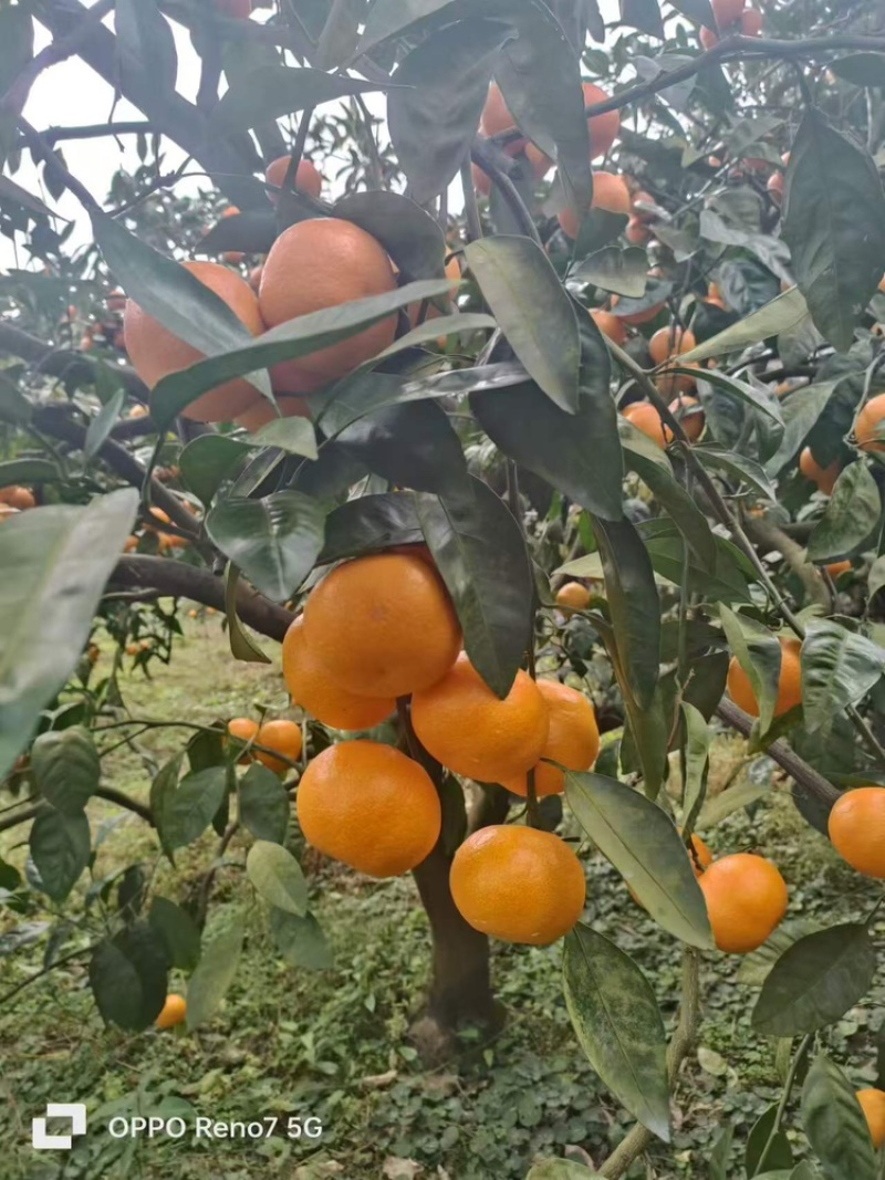 湖北宜昌柑桔蜜橘皮薄肉细入口化渣果皮火红诚信经营