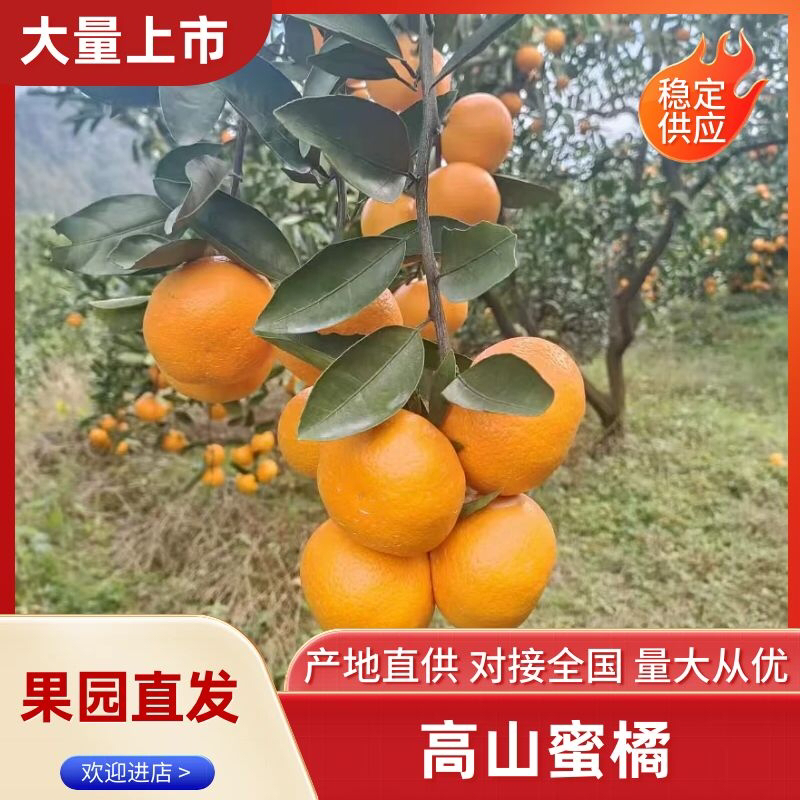 湖北宜昌柑桔蜜橘皮薄肉细入口化渣果皮火红诚信经营