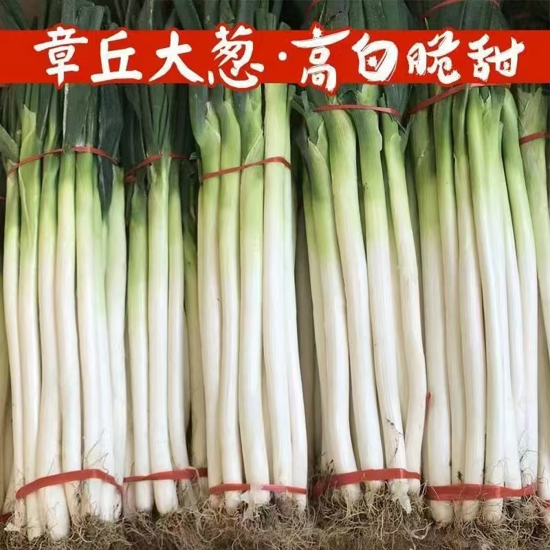 正宗章丘大葱，大量有货，欢迎新老客户前来合作