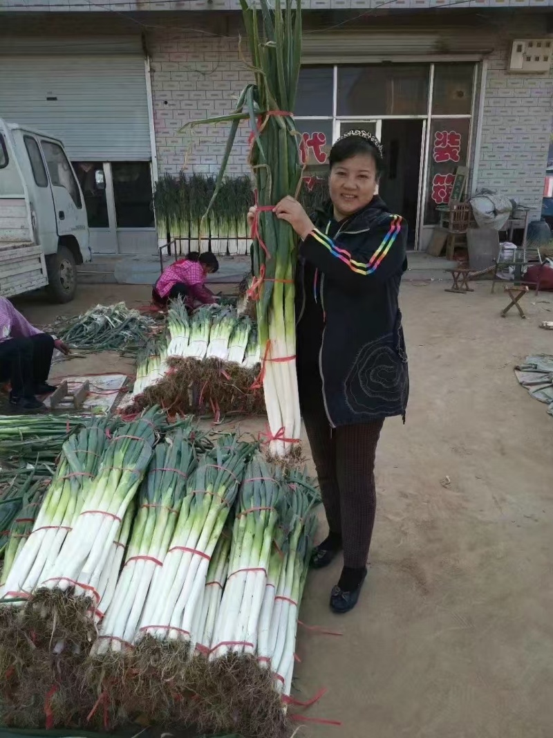正宗章丘大葱，大量有货，欢迎新老客户前来合作