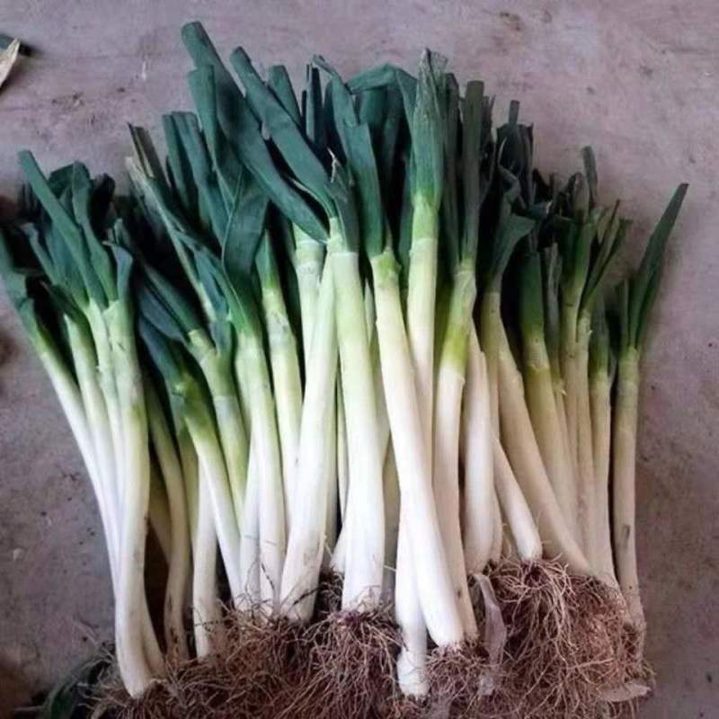 正宗章丘大葱，大量有货，欢迎新老客户前来合作