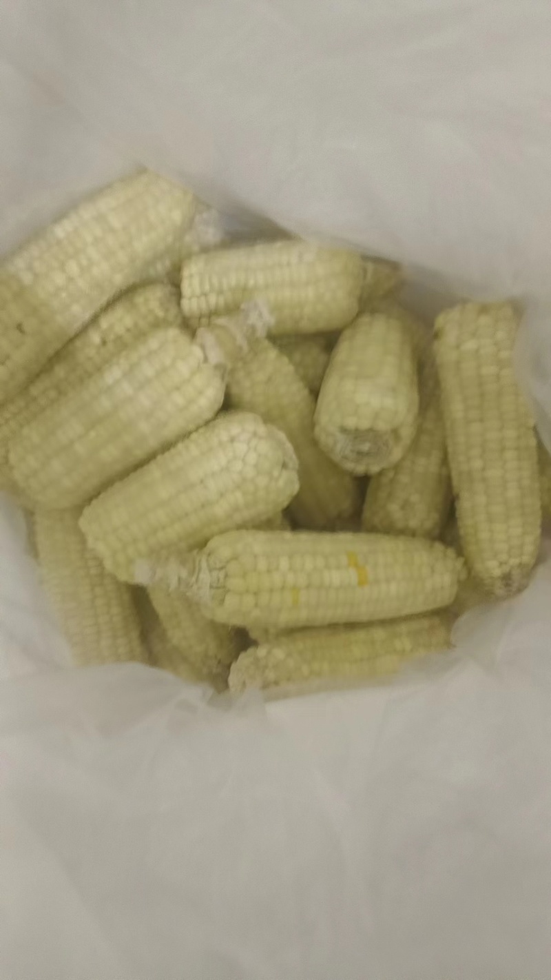 常年销售各种糯玉米产品玉米下脚料欢迎来电咨询量大从优