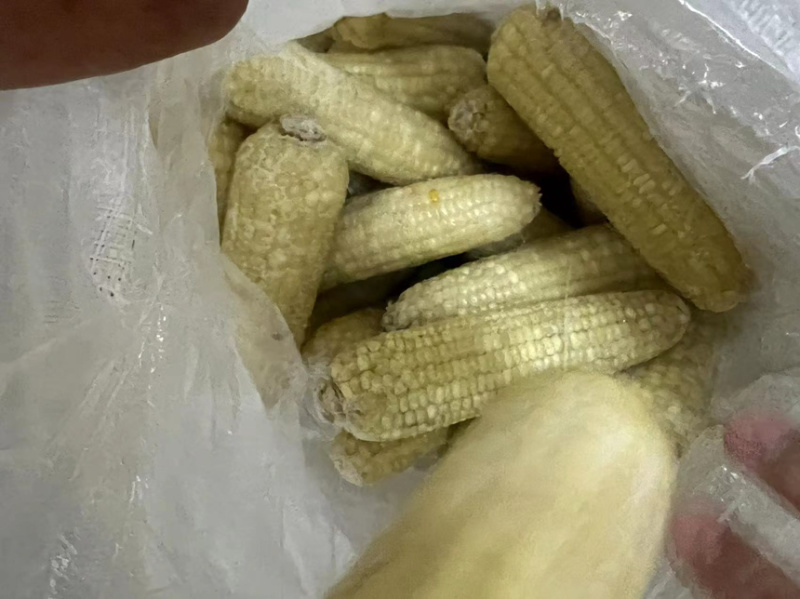 常年销售各种糯玉米产品玉米下脚料欢迎来电咨询量大从优