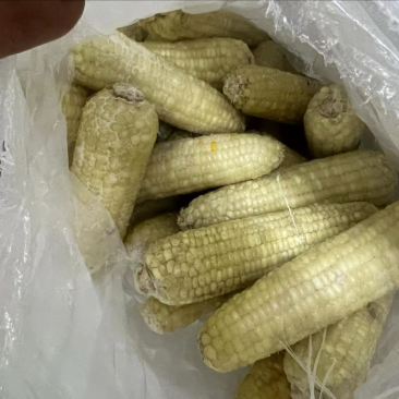 常年销售各种糯玉米产品玉米下脚料欢迎来电咨询量大从优